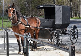 horse buggy